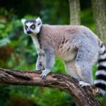 Lemures de Madagascar