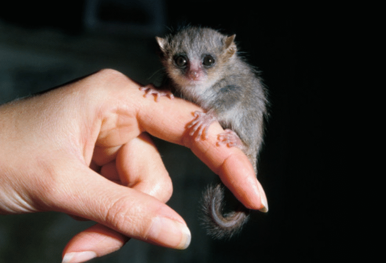 Jeunes découvrant la richesse culturelle de Madagascar à travers des échanges virtuels.