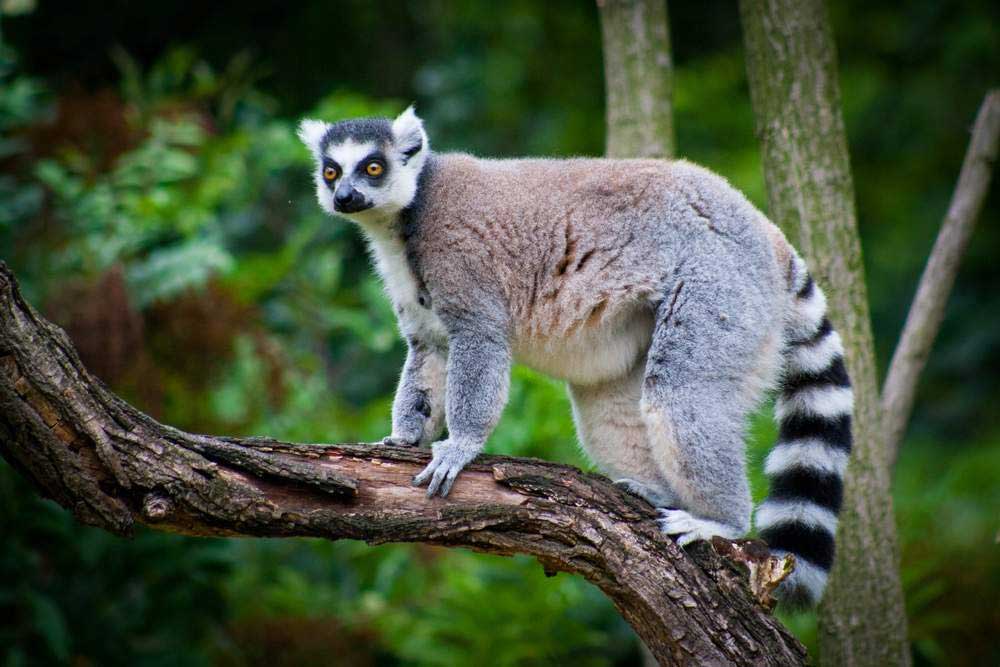 Lémuriens emblématiques de la faune malgache