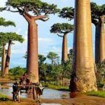Voyages d’aventure au cœur de la nature sauvage de Madagascar