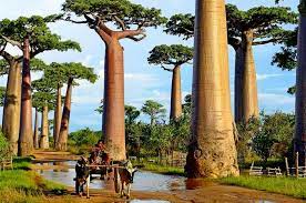 Voyages d’aventure au cœur de la nature sauvage de Madagascar